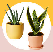 My favourite flower quotes and verses. 11 Best Indoor Plants For Your Home Air Purifying Plants