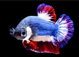 Banyak jenis dari ikan cupang hias, seperti ikan cupang halfmoon, ikan cupang serit, ikan cupang slayer, dll. Ini 5 Ikan Cupang Termahal Jangan Digoreng Ya