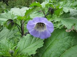 Image result for Nicandra physalodes