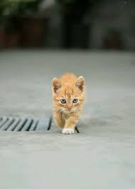 Baby Black And Ginger Cat Pin By Lynn Harkleroad On Cats Kittens Kittens Cutest Cute Animals Cute Baby Animals