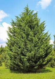 Cupressocyparis Leylandii Leyland Cypress Leyland Cypress Fast Growing Evergreens Cypress
