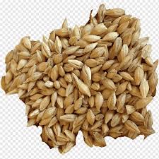 It is low in fat and calories, high in fiber, contains antioxidants and offers a variety of health benefits. Organic Food Barley Sprouting Sprouted Bread Cereal Barley Food Oat Whole Grain Png Pngwing