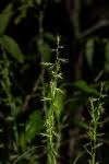 Image result for Carex echinochloe
