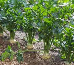 Celeri Semis Culture Et Recolte Rave Et Branche Trucs Et Astuces Jardinage Horticulture Jardinage