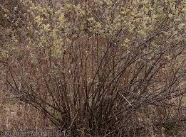 Image result for Grewia flava