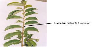 Image result for Bridelia ferruginea