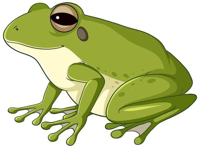 Diagram Metamorfosis Katak