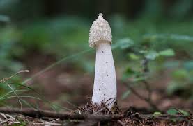 The delta variant was the primary cause behind the country's deadlier second wave and is 50% more contagious than the alpha strain that was first the unusual presentations for delta and a closely related variant known as kappa, whose spread led to a fourth lockdown in the australian city of. Stinkmorchel Pilz Des Jahres 2020 Der Penis Pilz Der Nach Aas Riecht Wissen Stuttgarter Nachrichten