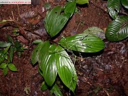 Image result for Eriochrysis pallida