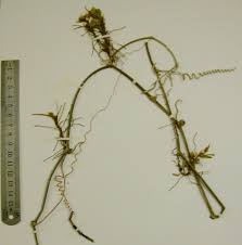 Image result for Eureiandra leucantha