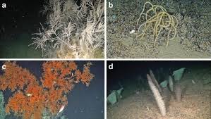 Image result for Nicolasia coronata