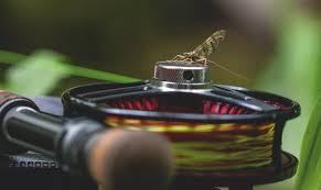 Fly fishing for trout is a popular sport, which can be done using various methods with the appropriate types of flies. Top 10 Dry Flies For Trout Adh Fishing
