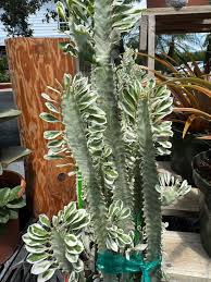 Image result for Monadenium rugosum