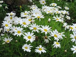 Orchids & orchid flower arrangements. Argyranthemum Frutescens Wikipedia
