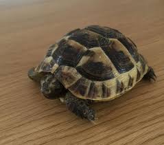 Male redfoots tails will be long and thick, and will curve tightly against the back leg. Spur Thighed Tortoise Greek Tortoise Facts And Pictures