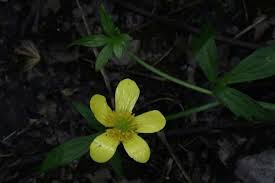 Image result for Ranunculus hispidus