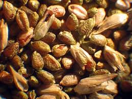 Image result for Eleusine