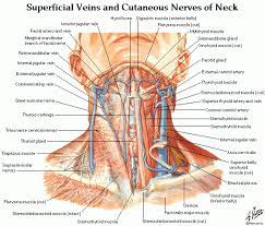 The upper part consists of the heart and the lungs; Anatomy Of The Human Neck Anatomy Drawing Diagram