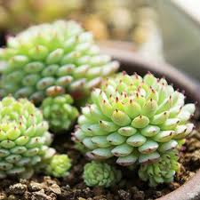 Image result for Nesaea minima