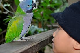 Image result for parrot