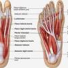 Tears in these tendons are usually caused by an ankle sprain or a blow to the ankle. Https Encrypted Tbn0 Gstatic Com Images Q Tbn And9gctlfve Oxokw 2lm Mwksnhakj 5me7knvd6kbicurmicijxeb Usqp Cau