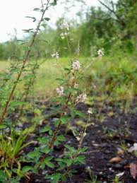 Image result for Grona ramosissima