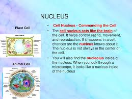 There is also evidence that this scaffolding of proteins helps form a matrix to while the cell nuclei of plants and animals differ in subtle ways, their main purpose and general activities remain the same. Content Standard 2 Identify Functions Of Organelles Found In Eukaryotic Cells Including The Nucleus Cell Membrane Cell Wall Mitochondria Chloroplasts Ppt Download