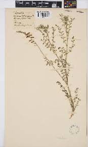 Image result for Indigofera sordida