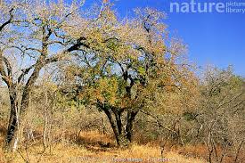 Image result for Spirostachys