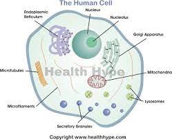 Parts Of A Human Cell Diagram Of The Human Cell Illustrating The Different Parts Of The Cell Human Cell Diagram Cell Diagram Cells Project