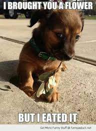 I Bought You A Flower But I Eated It Cute Baby Animals Funny Animals Cute Animals