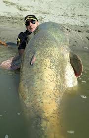 These Famous Photos Are No Hoax Is This The Biggest Catfish Ever Caught By Man Big Catfish Catfish Reels Catfish