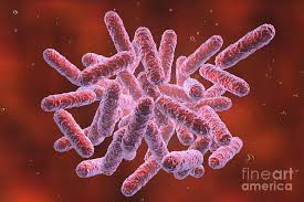 Image result for Enterobacteriaceae