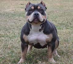 Pin On American Bully Board