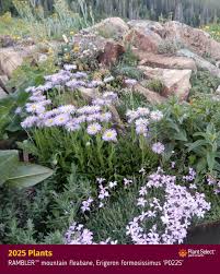 Image result for Erlangea remifolia