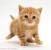 White British Shorthair Kitten