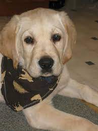 Please visit our puppy program page for more details on everything that's included and how we provide special care for our puppies from birth. Akc English Labrador Puppies For Sale In Allegan Mi 269 512 2528 English Lab Puppy Allegan Mi Is Close To Plainwell Otsego Grand Rapids Holland Hamilton Flint Detroit Paw Paw Indiana Il