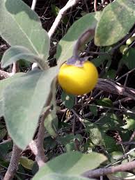 Image result for Solanum campylacanthum 'incanum type'