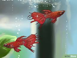 To treat fin rot, contain the disease by cleaning the tank and accessories in hot water and soaking if the fin rot doesn't improve in a few days, try an antibacterial fin rot treatment. How To Identify Finrot 13 Steps With Pictures Wikihow