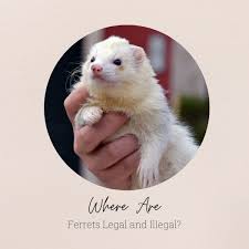 Read on to learn how much does it cost to go to australia so you could prepare accordingly. Are Ferrets Banned In Your Country Pethelpful