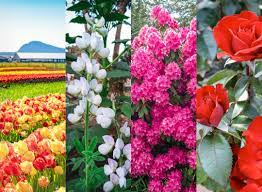 Like official state trees and official pets or animals in each state, now that spring is here, 24/7 wall st. The Best Flower Destinations In The Northwest Seattle Met