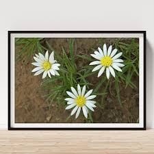 Image result for Hirpicium