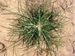 Image result for Eleusine