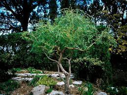 Corkscrew Willow Japanese Garden Japanese Garden Plants Green Wall Garden
