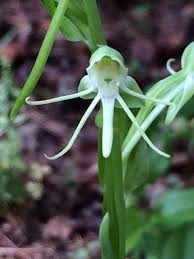 Image result for Habenaria galpinii