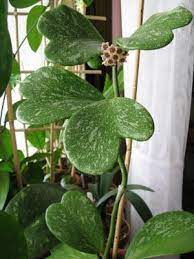 Pin On Awesome Plants N Flowers