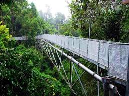 Hutan lipur sungai sedim (sungai sedim recreational forest), kedah, malaysia; The Tree Top Walk Sg Sedim Nature Reserve Kulim Travelmalaysia