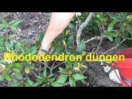 Rhododendron Dungen Wann Wie Oft Und Womit Youtube Rhododendron Dungen Gartentipps Garten