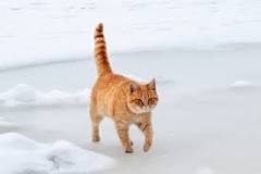 Image result for what is treatment for broken cat tail