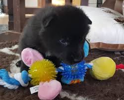 Many puppies are often purchased with little or no knowledge of what goes into parenting one. Wolfdog Puppies For Sale Watermill Wolves